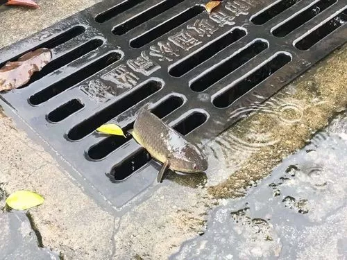 鱼卡在下水道里怎么办
