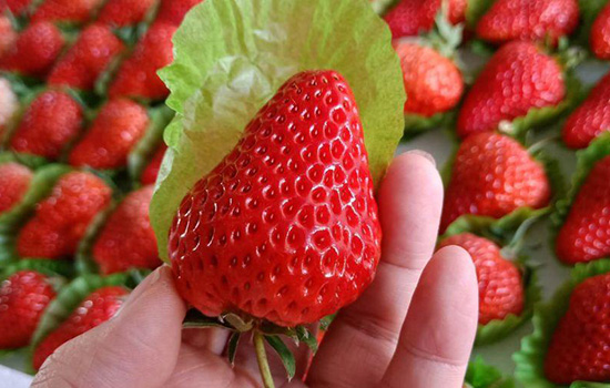 洗过的草莓第二天还能吃吗 洗过的草莓怎么保存到第二天